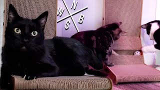 L-Shaped Cat Scratch Board - Setup & Review