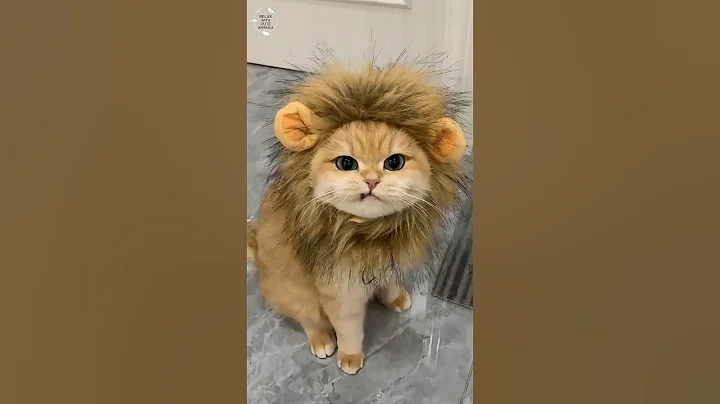 Video 11878001: adorable savannah kittens, savannah's live, face kitten, cute kitten, cute cat