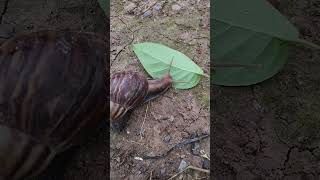 조용히 하고 달팽이가 나뭇잎을 먹도록 놔두세요. #land snail species
