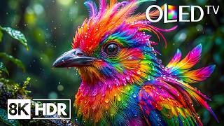 Incredible OLED Visual Test | 16K HDR Dolby Vision 60FPS | 4K Video • 8K Ultra HD TV