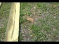 How to make a 14Ft Wood Gate part 4 How to make a 14Ft Wood Gate part 4