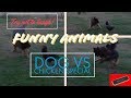 TOP FUNNY ANIMAL dog vs chicken special Try not laugh