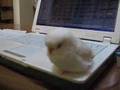 セキセイインコの白玉だんご[その1] shiratamadango of the budgerigar Part.01