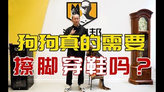 【养狗小白入门指南】给狗狗擦脚穿鞋是保护还是伤害