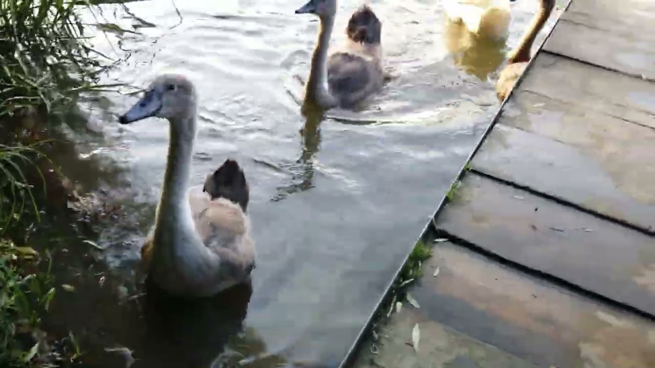 Watch Hungry Cygnets in the Wild (4K)