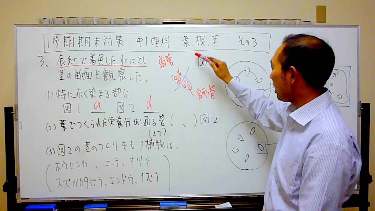 中１理科 １学期期末対策 葉 根 茎 その３ Youtube