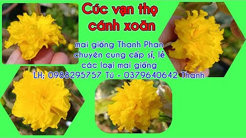 Cúc vạn thọ cánh xoăn, cúc hoàng đế. 200k/ cây ( bao ship). 0379640642..26/8/2020