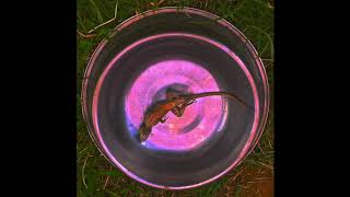 Enzo's Skate - Servol Foy Trap A