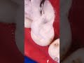 ¡Una restauración dental increíble! 🛠️🦷 Cómo se repara