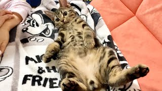 赤ちゃんみたいにお布団で寝言を言いながら眠る子猫が可愛すぎたw