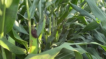 2025 Pro Farmer Crop Tour Preview