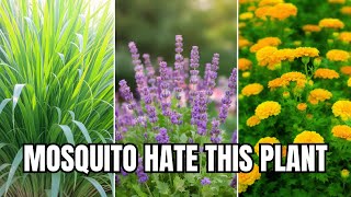 Put These 10 Plants in Your Yard & Mosquitoes Will Flee Instantly