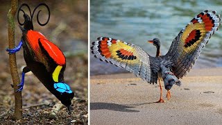 Самые яркие и красивые птицы, которых вы никогда не видели!