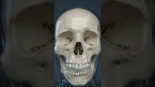 How Cavities Actually Destroy Your Teeth #biology #facts #health #shorts #bones #skeleton