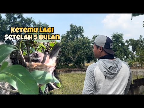 Sarang ini Pernah saya pantau, besoknya langsung hilang, semoga kali ini aman 😅