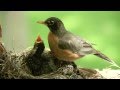 Mother bird feeding worms to cute baby robin canon 5d ii