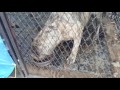 Presa canario raw diet c lock niko n luka