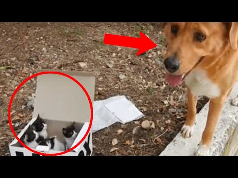 Video: Hund, der gerettet wurde, wird ein Retter, als sie eine Mutterkatze u. Ihre Kätzchen rettete