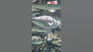 Crystal clear aquarium water trick #shorts #petsvlog #cleaning #aquarium #fish #filter