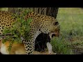 A reedbuck putting on a fight to a leopard even though its dead