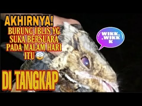 Download Full Detik Warga Di Mp3 5 2 Mb Kicau Siburung