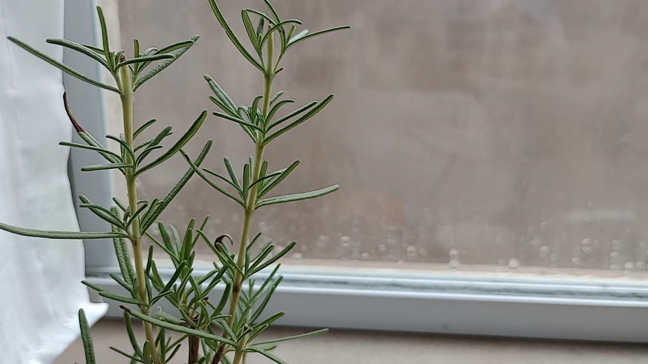 Rotina de um dia comum rotina tranquila e simples,