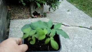 Growing hickory trees from hickory nuts