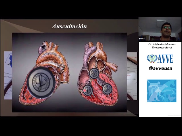 Examen Clinico y Valvulopatias cardiacas en pequeños animales. Dr Alejandro Meneses