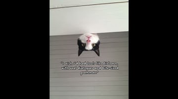 Learn Italian with Airlearn. download now!    #languages #learnlanguages #airlearn