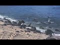 Sea Lions - Galapagos