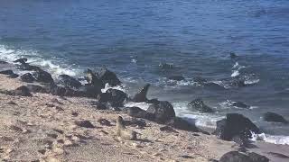 Sea Lions - Galapagos