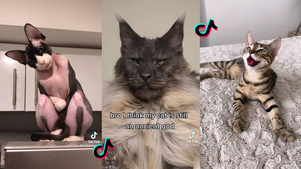 50+ Egyptian cat dancing tiktok cat pics, cats, cute cats