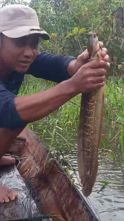 lembat ukuran jumbo