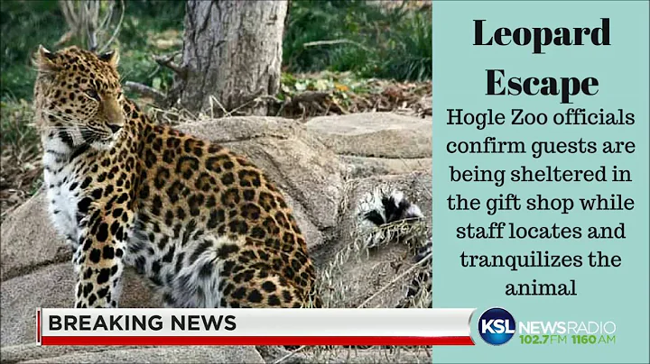 Hogle Zoo protects guests from escaped leopard