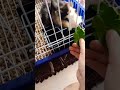 Alimentando meu bebê porquinho da índia#pets#porquinhodaíndia