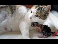 Stray Cat Wants To Give Birth In Our Home