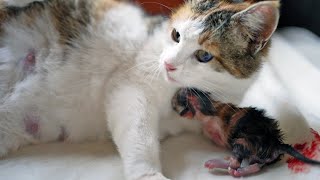 Stray Cat Wants To Give Birth In Our Home by PawMeow 725,281 views 7 months ago 7 minutes, 44 seconds