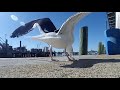 Slow Motion Seagull filmed with the YI Lite Action Cam