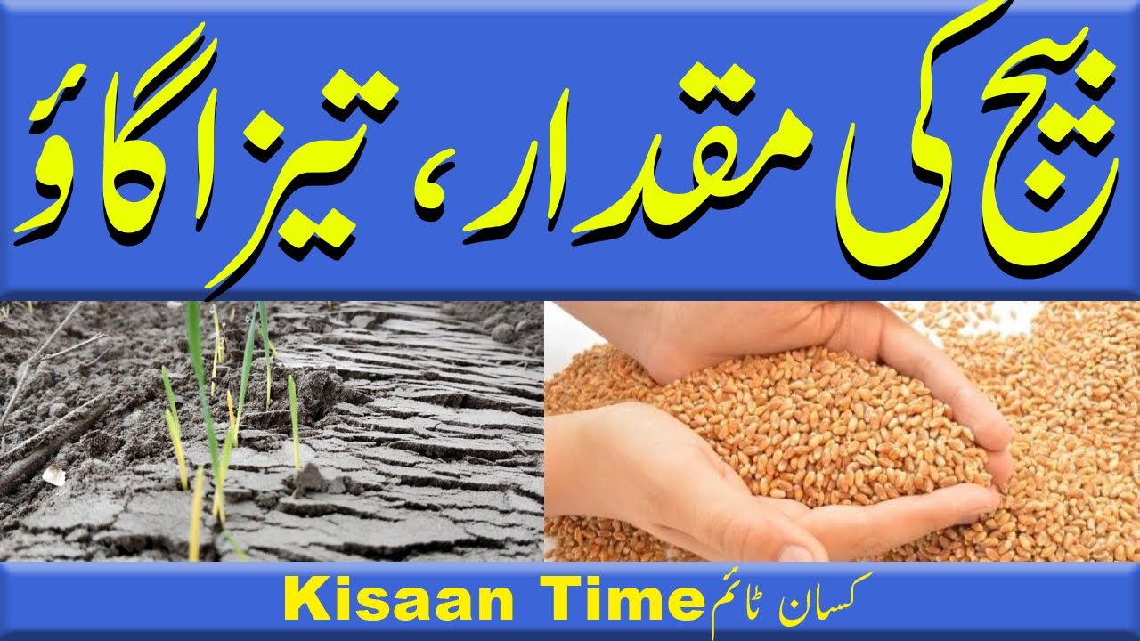 Gandam ki kasht 2024 Gandam ka seed kitna dalen?بیج کی مقدار اور سپیڈی جرمینیشن کسان ٹائم kisan time