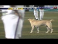 Perrito entra a la cancha en San Carlos