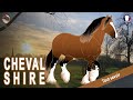 Cheval shire les plus grands chevaux du monde les gentils gants races de chevaux