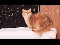Cats saw snow for the first time 😊❄️