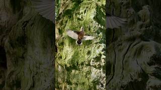 Kleiber an totem Baumstumpf #birds #vogel #nature #wildlife #photography