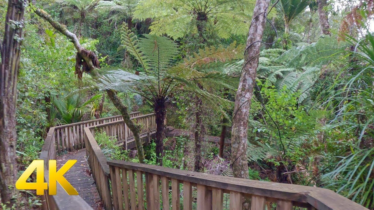 4K Virtual Rainforest Walk - Waiau Kauri Grove - New Zealand