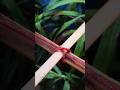 This tying knot is suitable for the garden #knot #rope #shorts #youtubeshorts