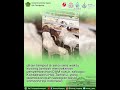14-6-23 Laporan Dari Tanah Suci Jemaah Haji 1444h Kab Tulungagung