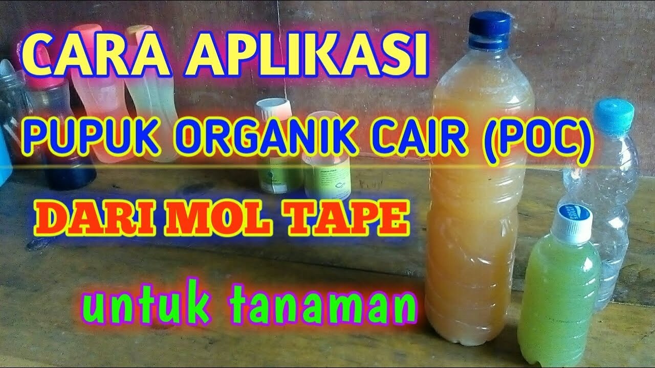  CARA  APLIKASI  PUPUK ORGANIK CAIR POC DARI MOL TAPE PADA 