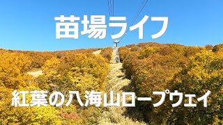 【苗場ライフ】紅葉の八海山ロープウェイ Hakkaisan Ropeway in autumn colors