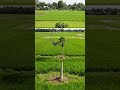 Unbelievable! 🐦🚁 Drone Chased by Giant Bird Crashes Into Papaya Tree! #dji #short #shorts