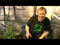 How To prepare For Developing Buds